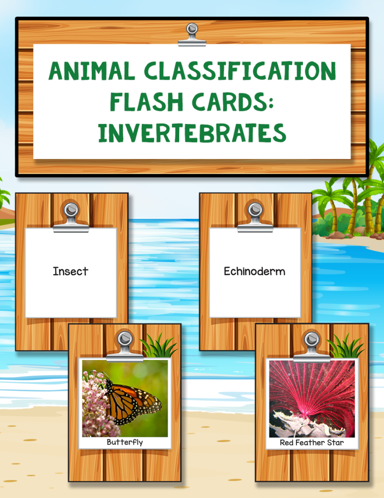 Animal Classification Flash Cards: Invertebrates - Warm Hearts Publishing